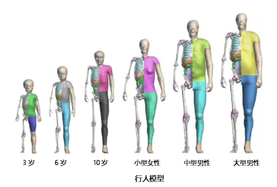 男女骨架模型对比图片